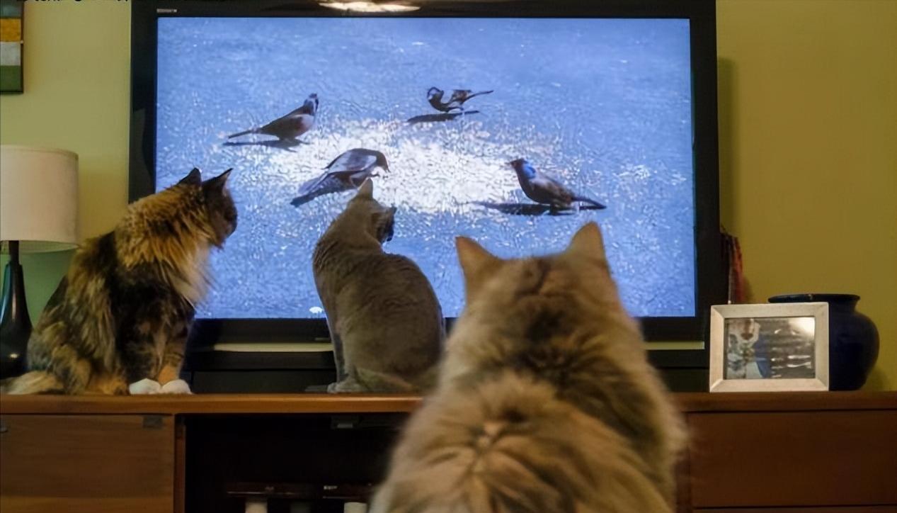 养猫之后的生活会有4点改变,养猫之后这6件事你一件也逃不掉