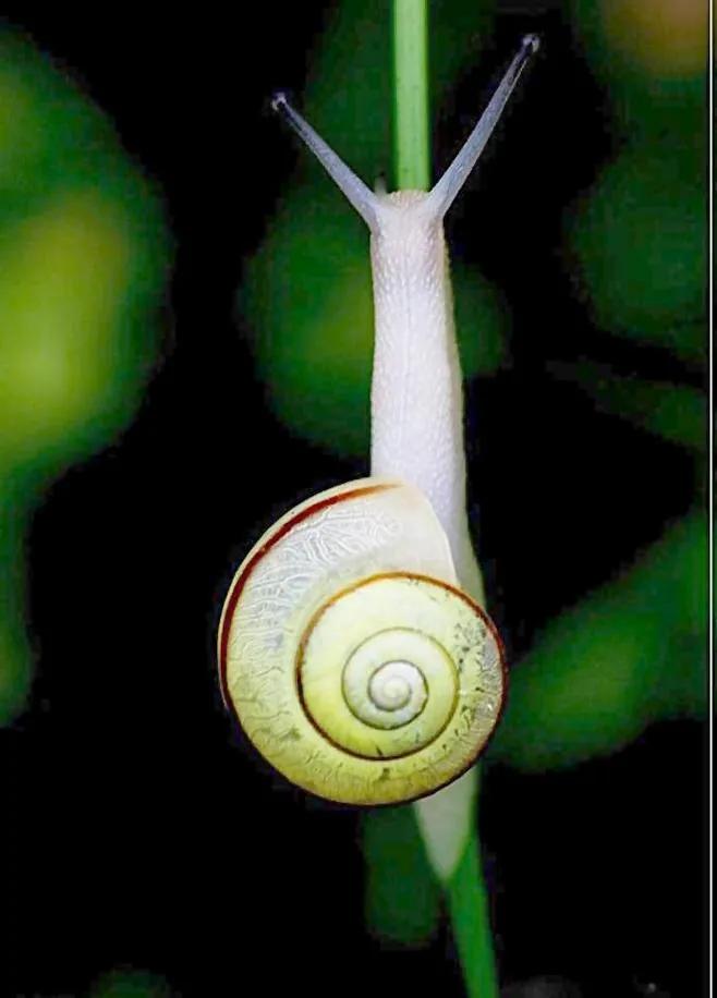 蜗牛高清壁纸4k全屏,蜗牛唯美动画壁纸