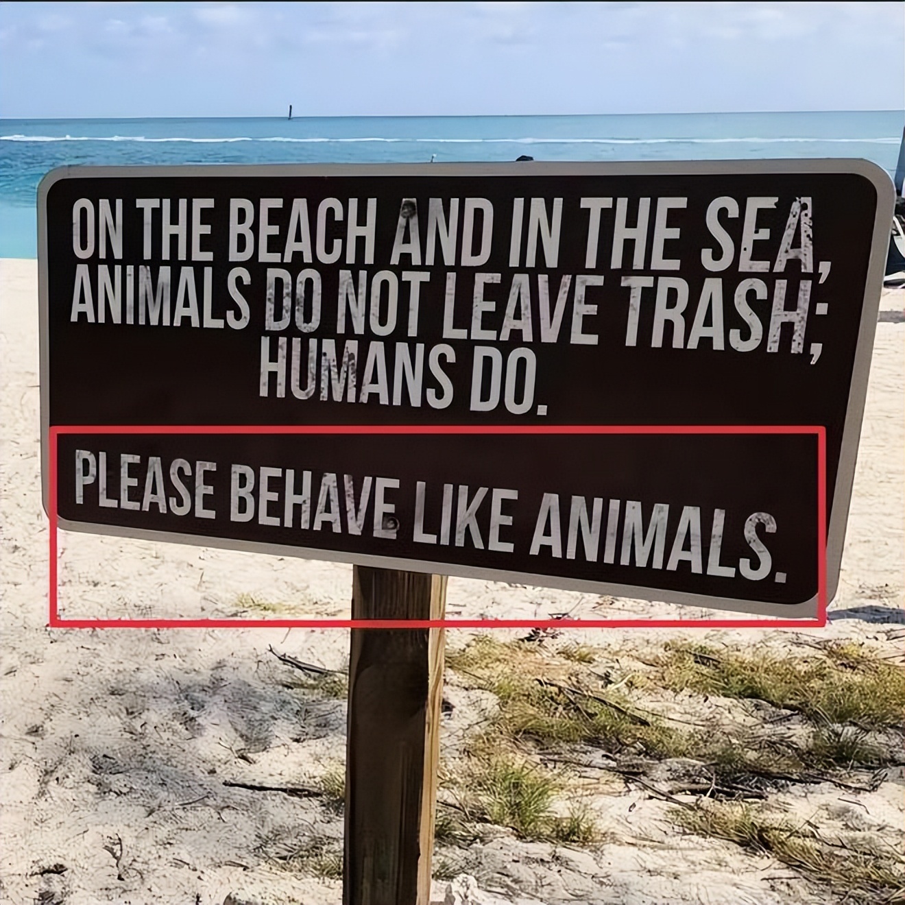 苏一格抖音,苏一格抖音号