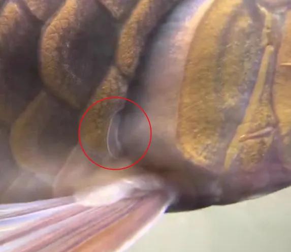 龙鱼缸换水比例,龙鱼缸换水的正确方法