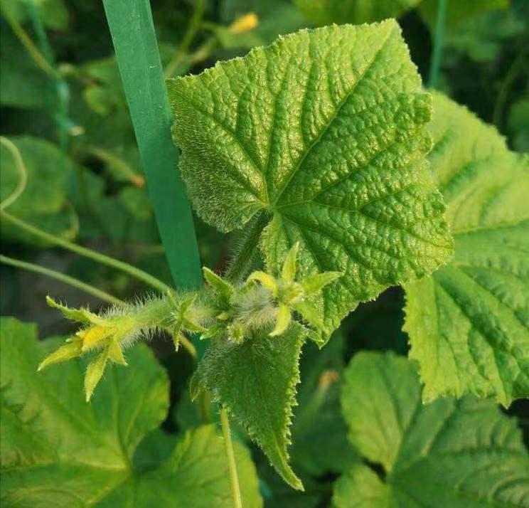 农技小知识小视频,农业科普知识小常识水稻