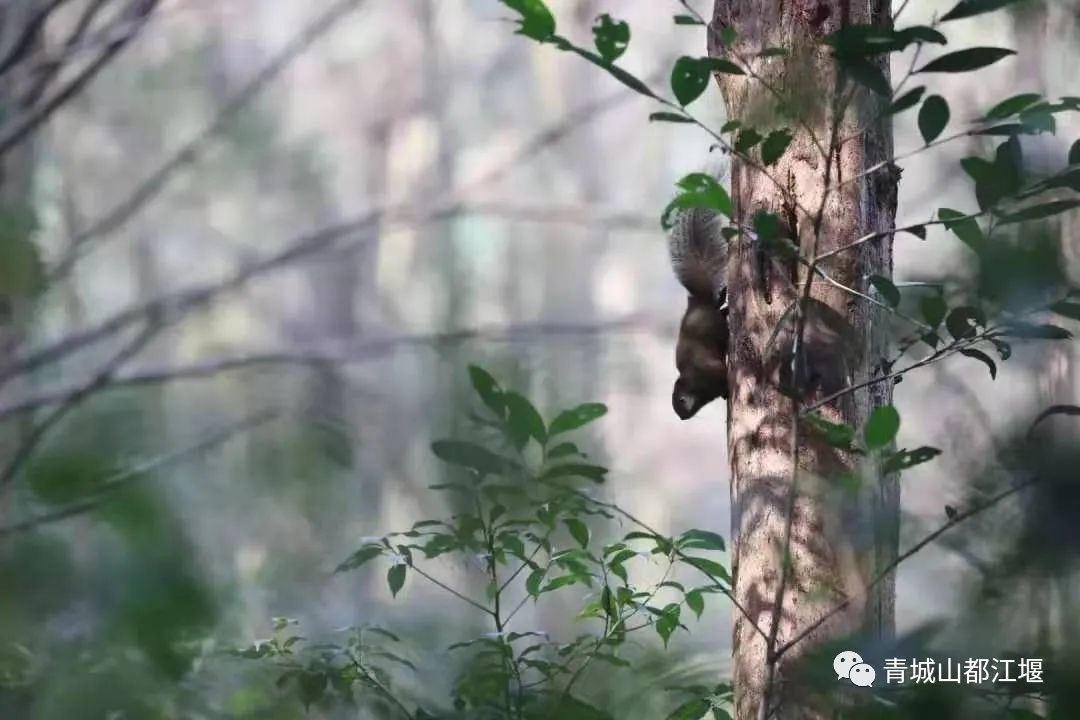青城山森林秘境,青城山风光好去处