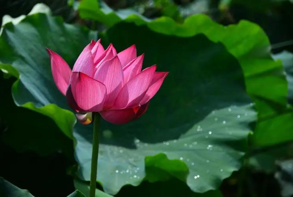 古诗关于荷花的唯美句子,古诗文里的荷花词句