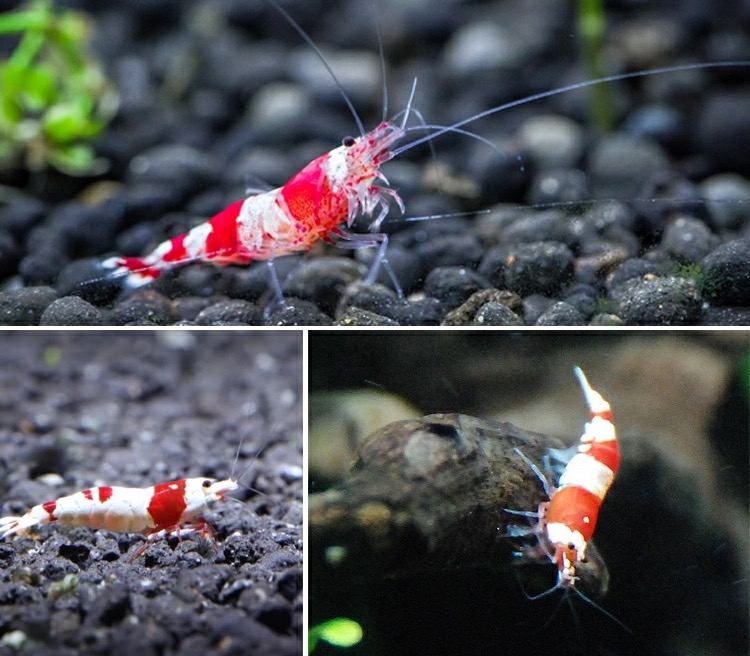 水晶虾的饲养方法 (水晶虾好养吗)