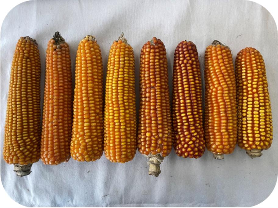 找回老种子,找回遗珠