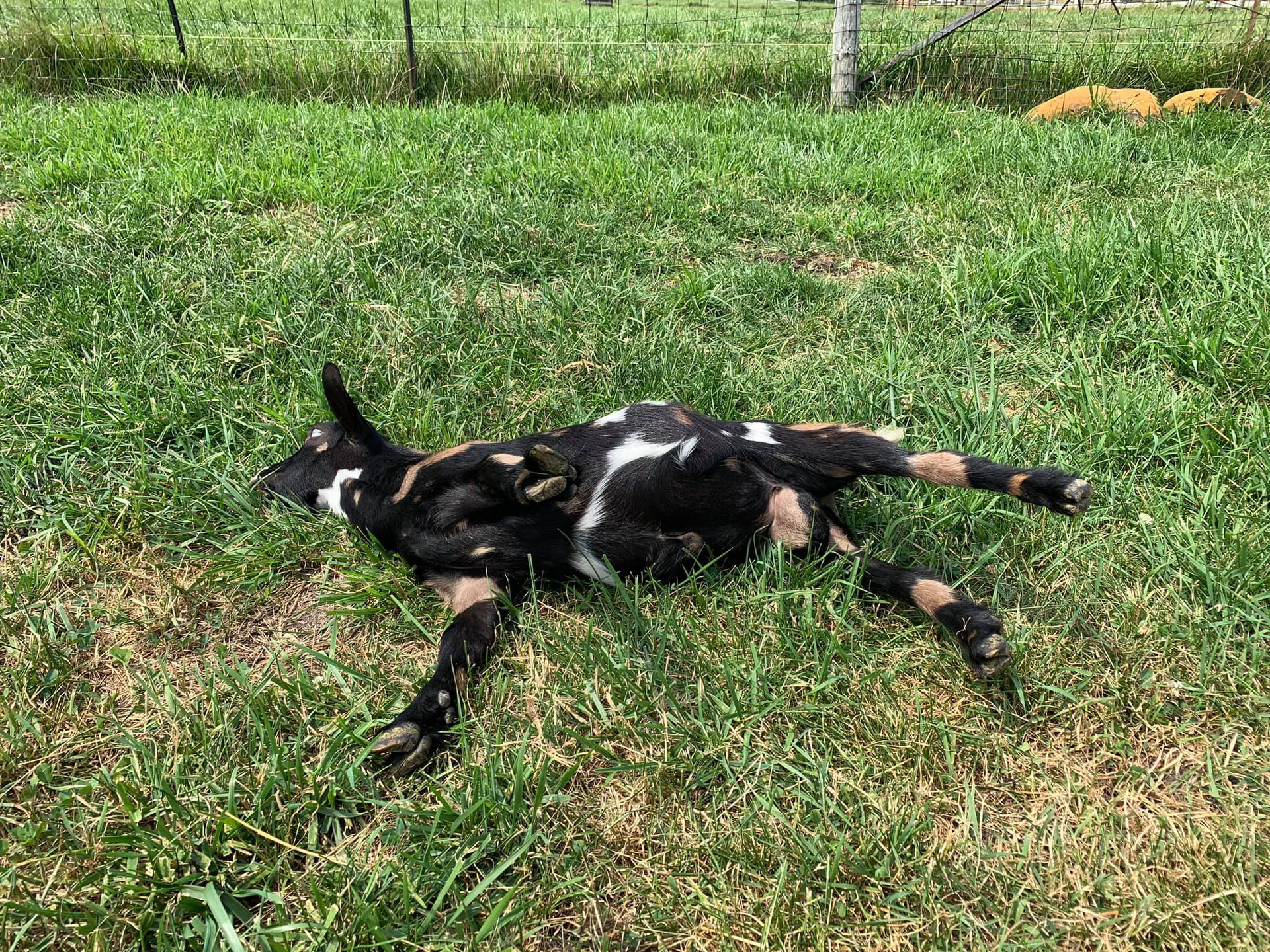 为什么养晕倒羊,国外当肉吃的羊驼