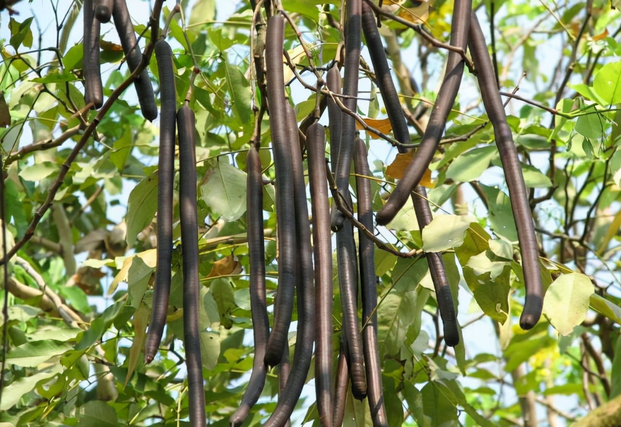 这种植物被当杂草其实却是稀罕货,这种植物山里随处可见