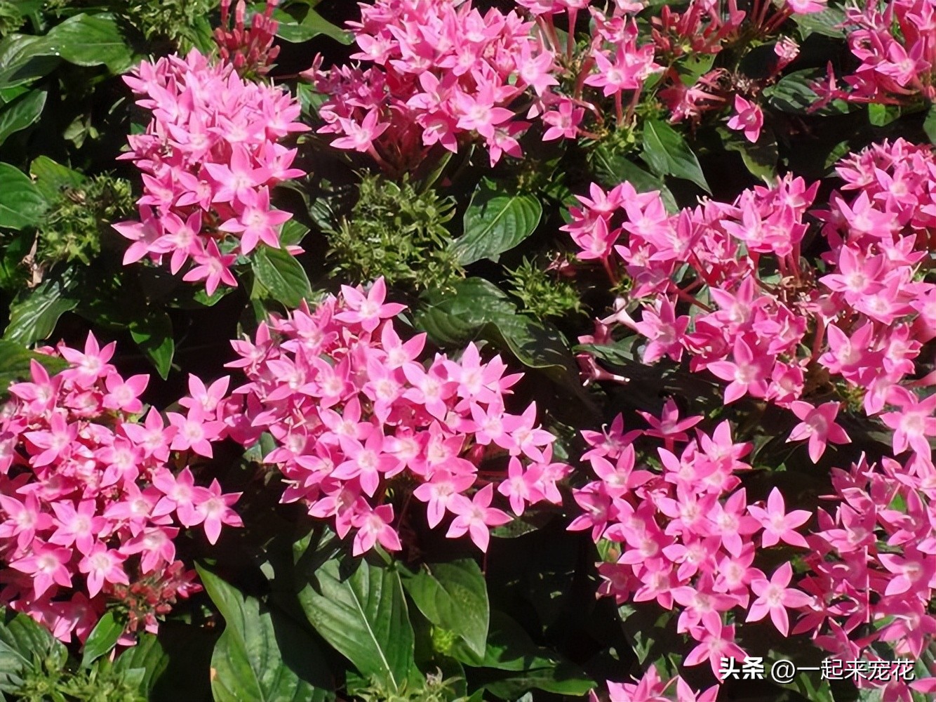 四季最好养的10种花,适合夏天养的3种花耐热又耐旱