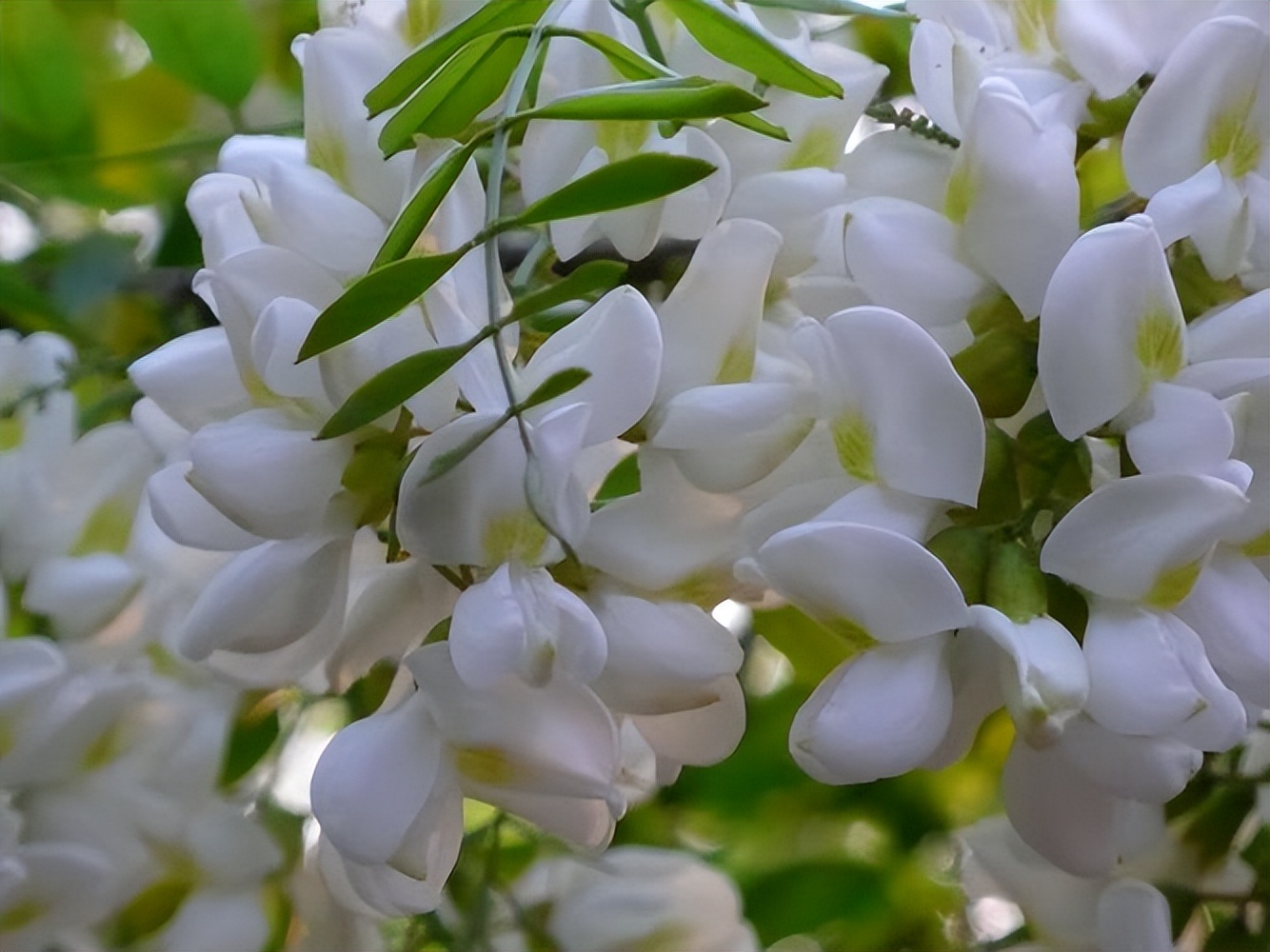 春天挖野菜图片大全,最全野菜图集63种野菜大图鉴