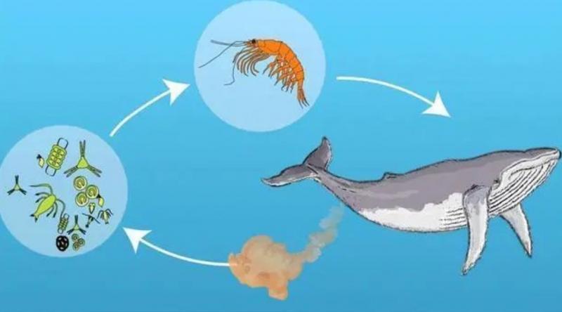 磷虾为什么被人类吃掉,人类捕食南极磷虾有多危害