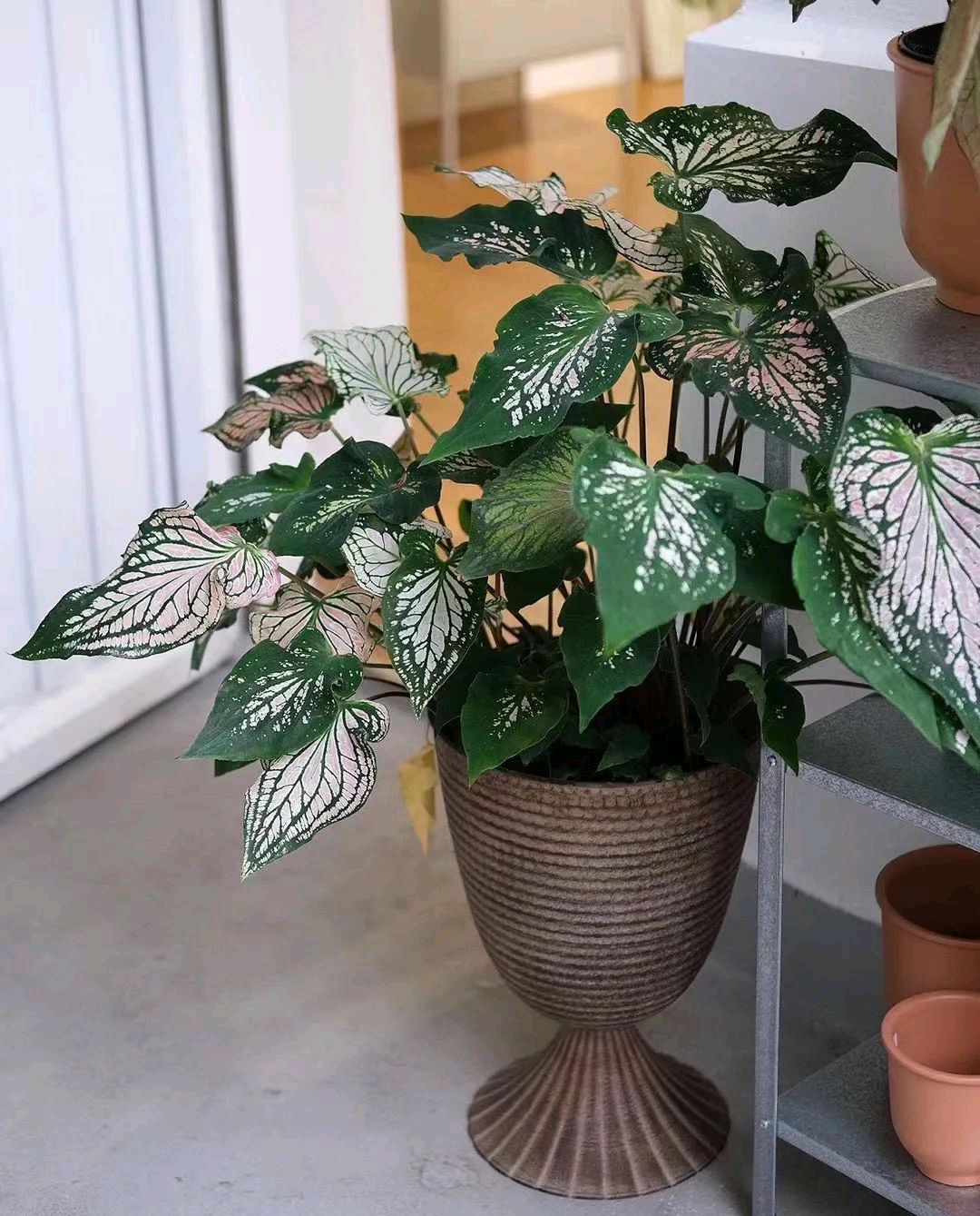 家居必备的几款高颜值中大型绿植,40款超治愈的家居绿植