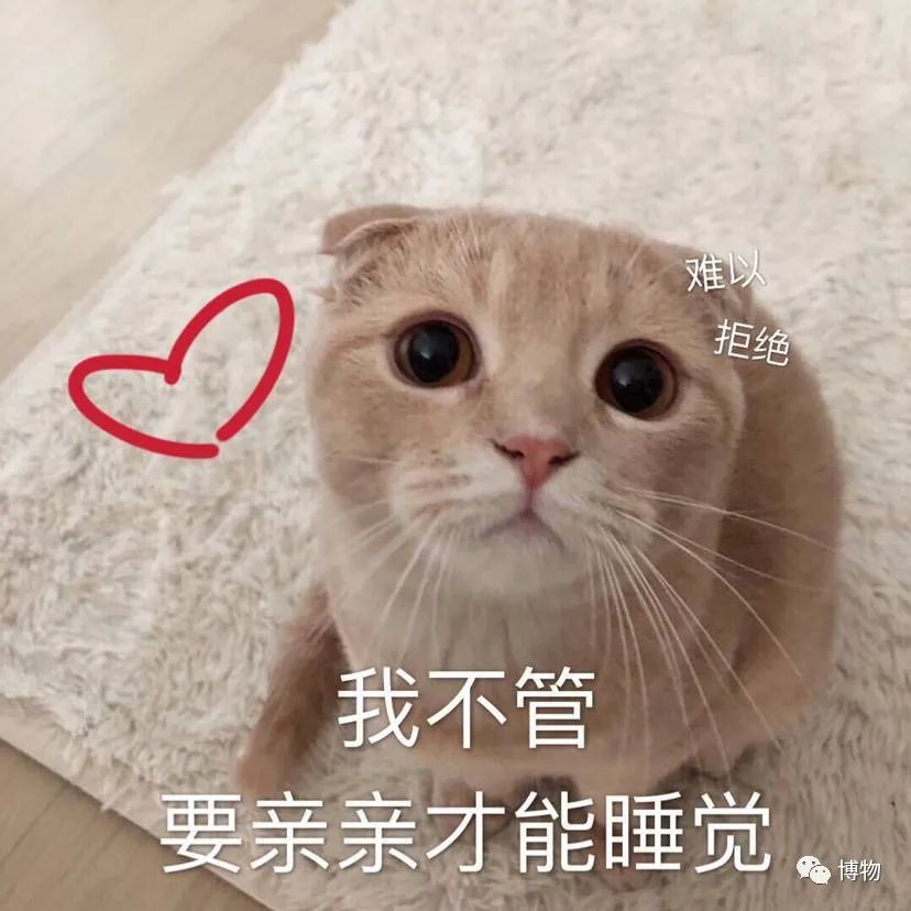 为什么黑猫比白猫活泼,为什么黑猫很活泼