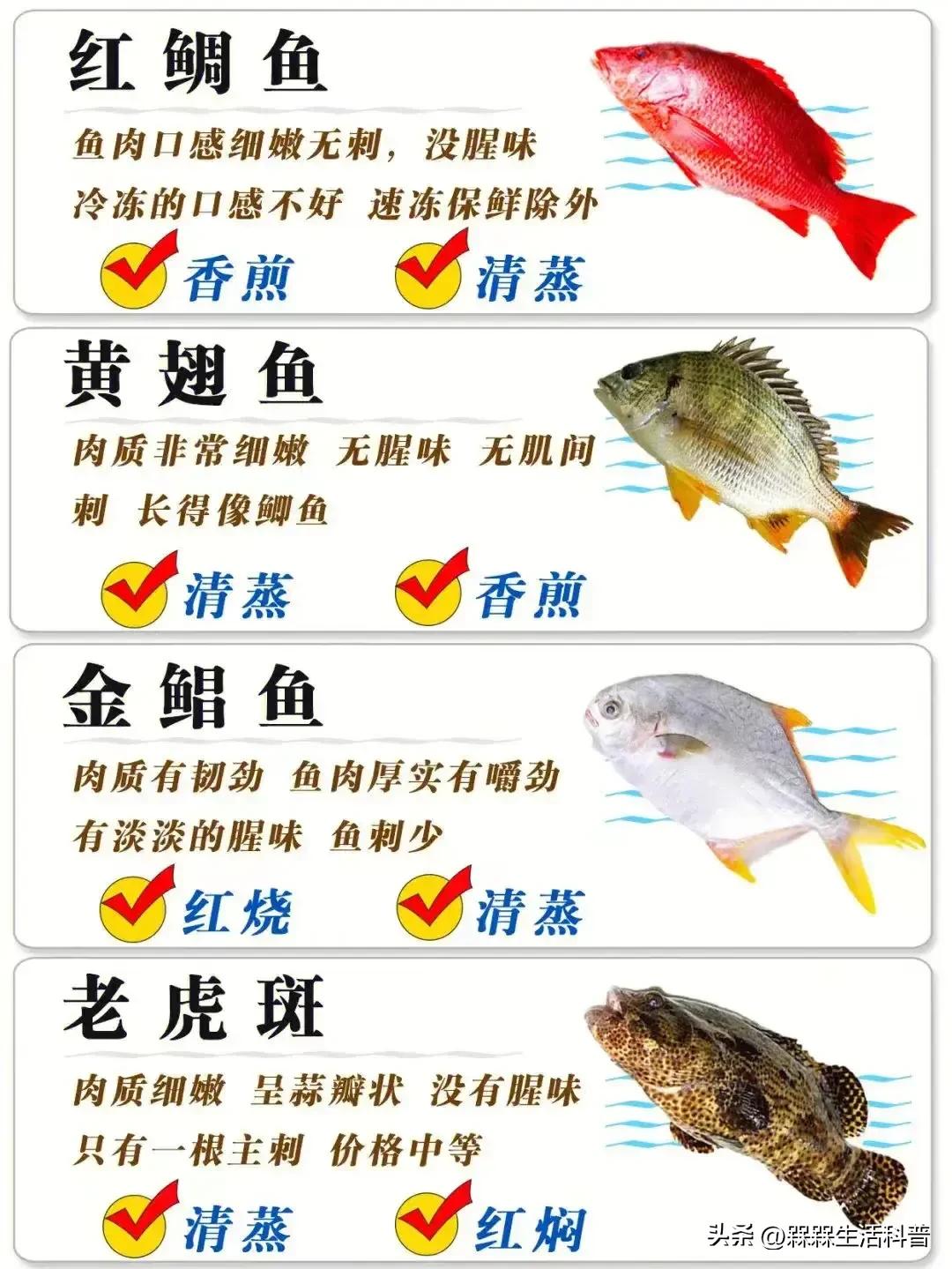 各种鱼图解大全,100种常见家常鱼的图片