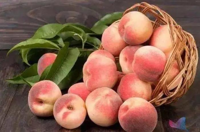 古代的饭后水果有哪些,古代什么水果最有营养