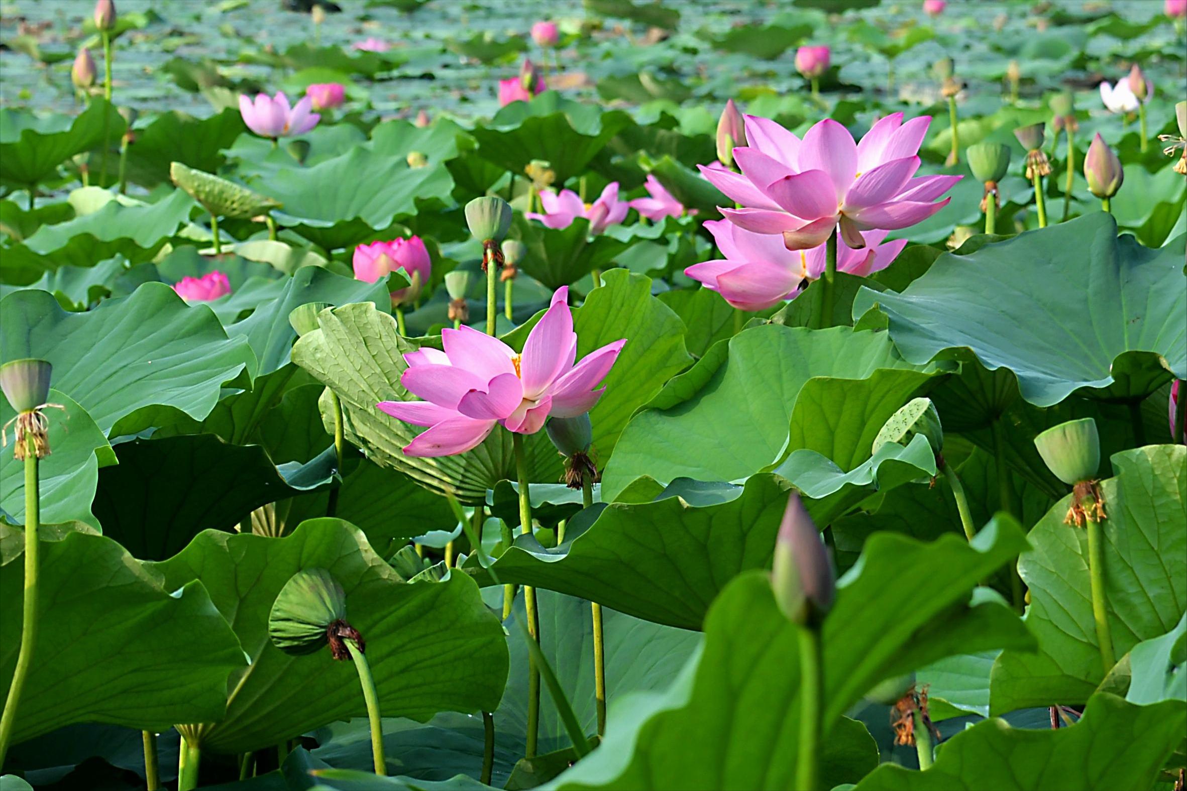 70句唯美荷花诗词,关于荷花的绝美诗句