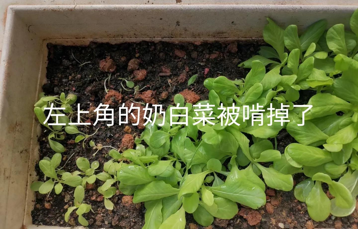 收服鼠精 (澳洲鼠精)