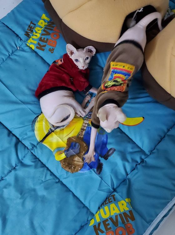 伴侣猫推荐,无毛猫斯芬克斯好不好