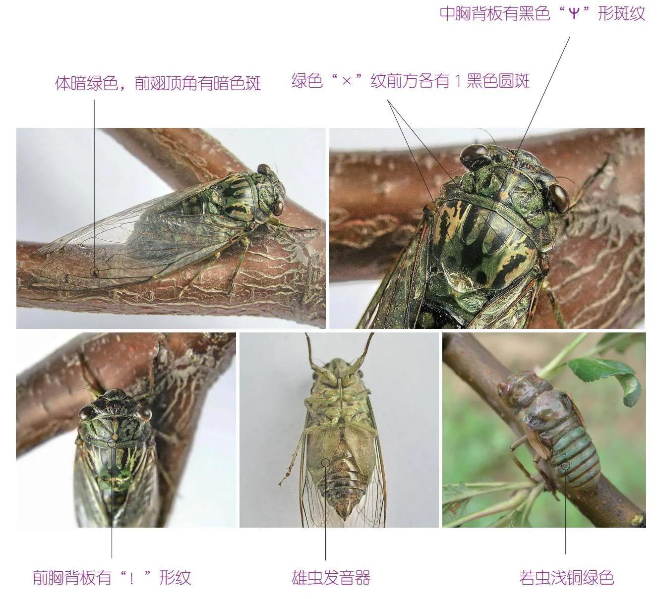 32种昆虫简介思维导图,32种食用植物
