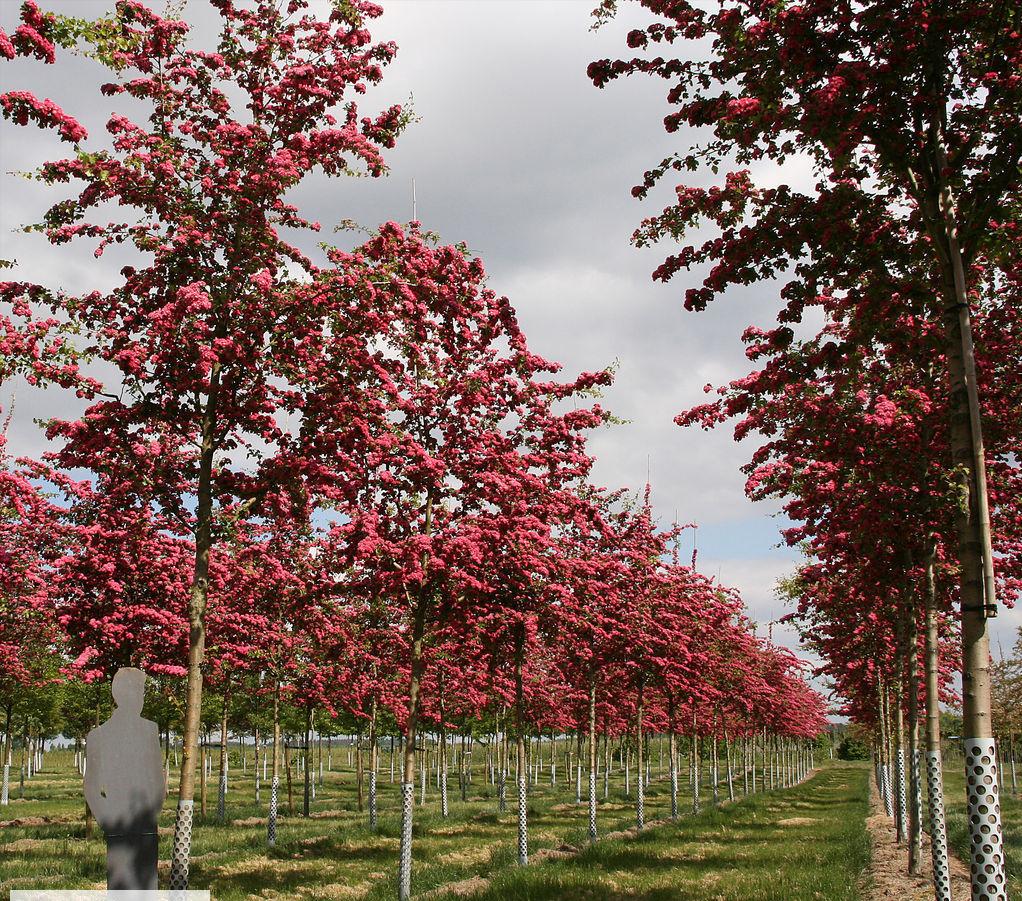 英国新品种：观花、赏果之王——英格兰山楂