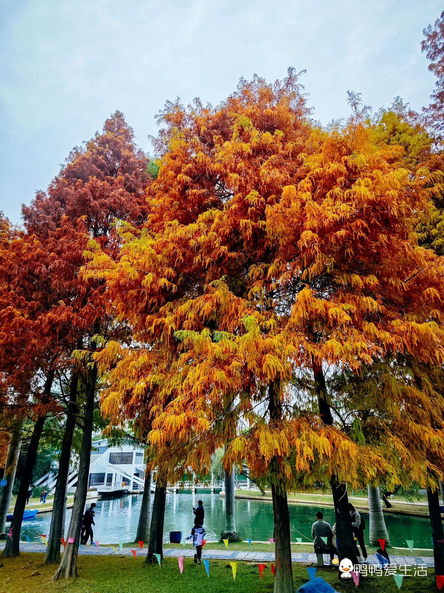 厦门哪里可以看到落羽杉,厦门五缘湾落羽杉