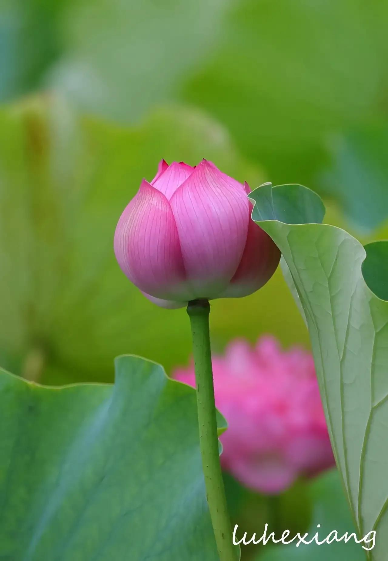 咏荷诗大全100首,十首绝美的咏荷古诗文库
