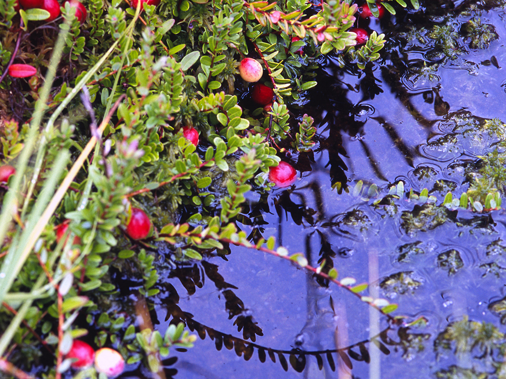 新鲜应季水果现摘现吃,新鲜采摘原生态水果要吃的快来哟