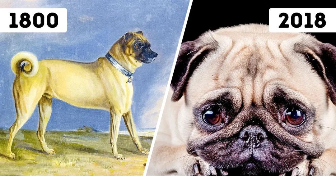 巴哥犬最大的特点,巴哥犬的3个优点和4个缺点