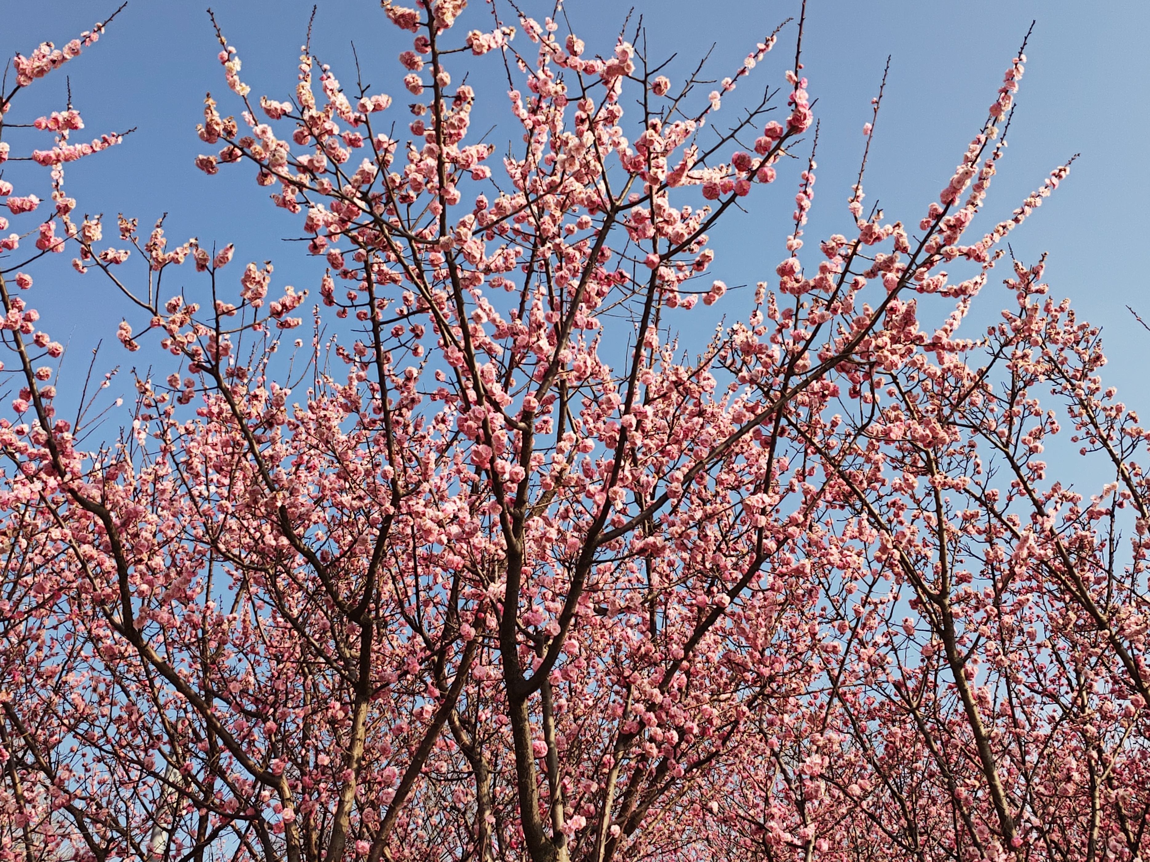 杏花桃花梨花荷花的诗有哪些,关于描写桃花杏花的唯美诗句