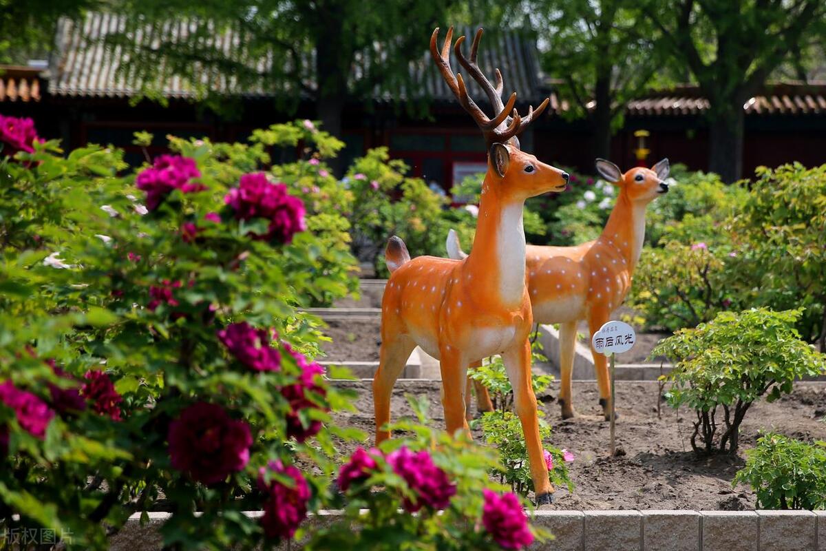 人间最美五月天春季赏樱正当时,5月北京三大赏花公园