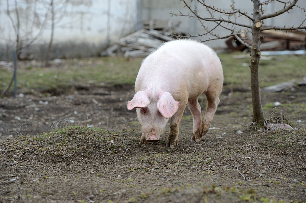 猪突然腿疼是怎么回事,猪腿疼但不肿是什么病