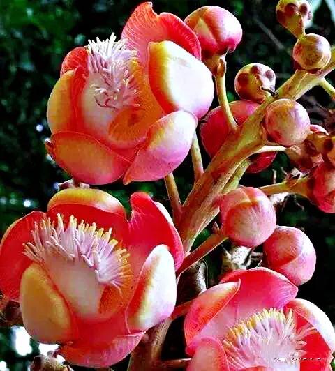 菩提树风景视频,菩提树唯美视频