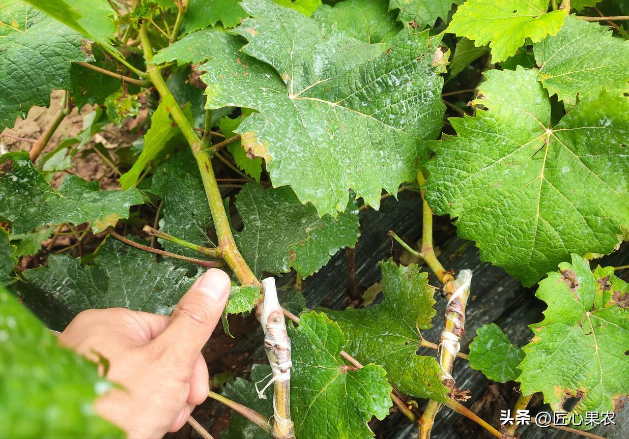 阳光玫瑰葡萄苗扦插好还是嫁接好,阳光玫瑰种植原根好还是嫁接好