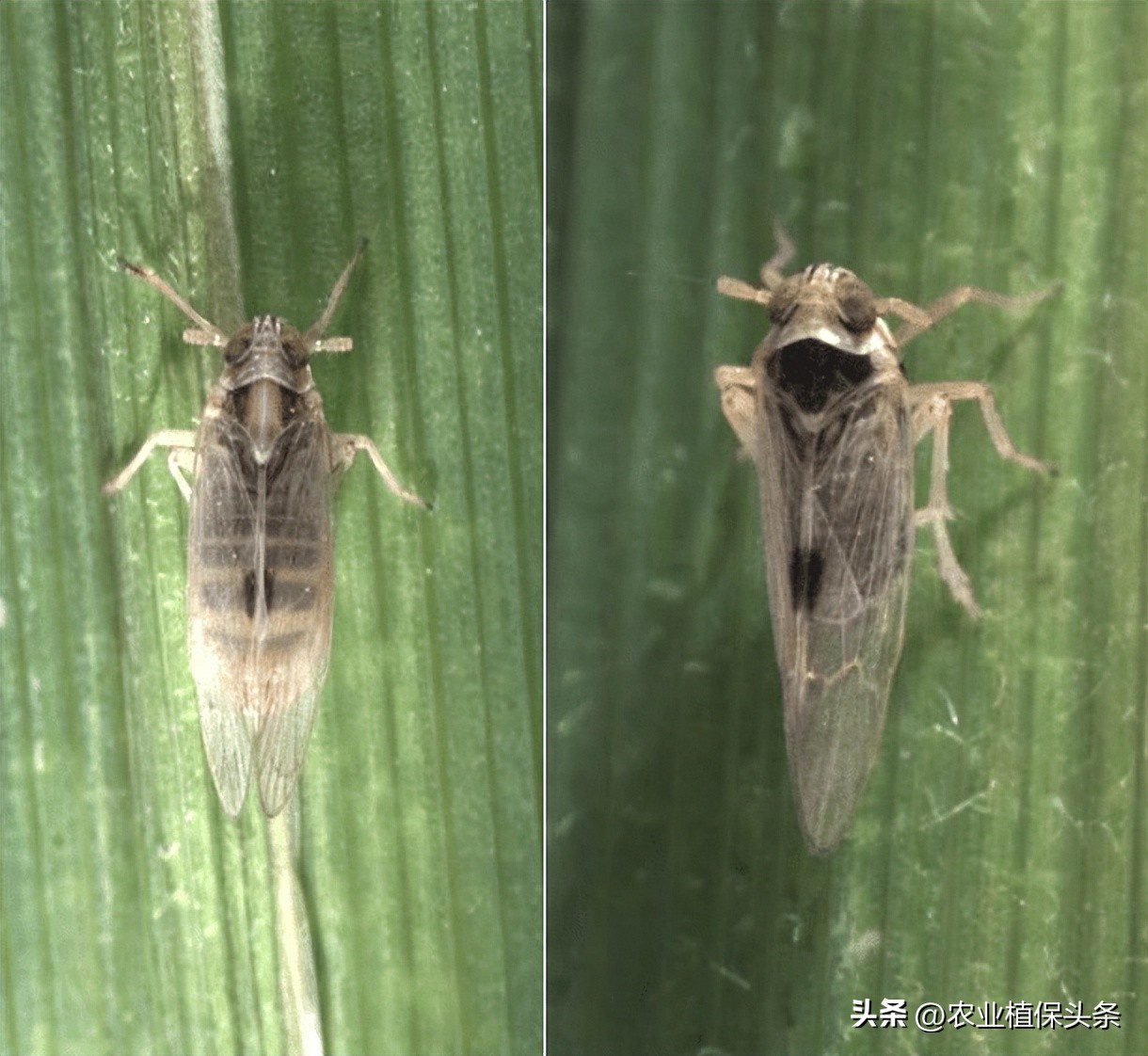 昆虫和害虫种类,昆虫和害虫的分类