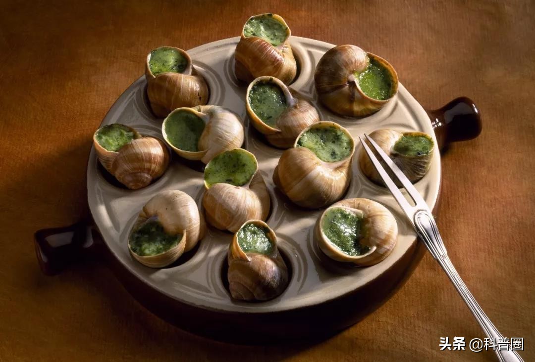 法国大蜗牛多少钱一斤,为什么只有法国的蜗牛可以吃