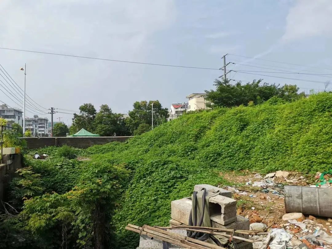 云龙公园万千牡丹图片,云龙区绿地中央公园