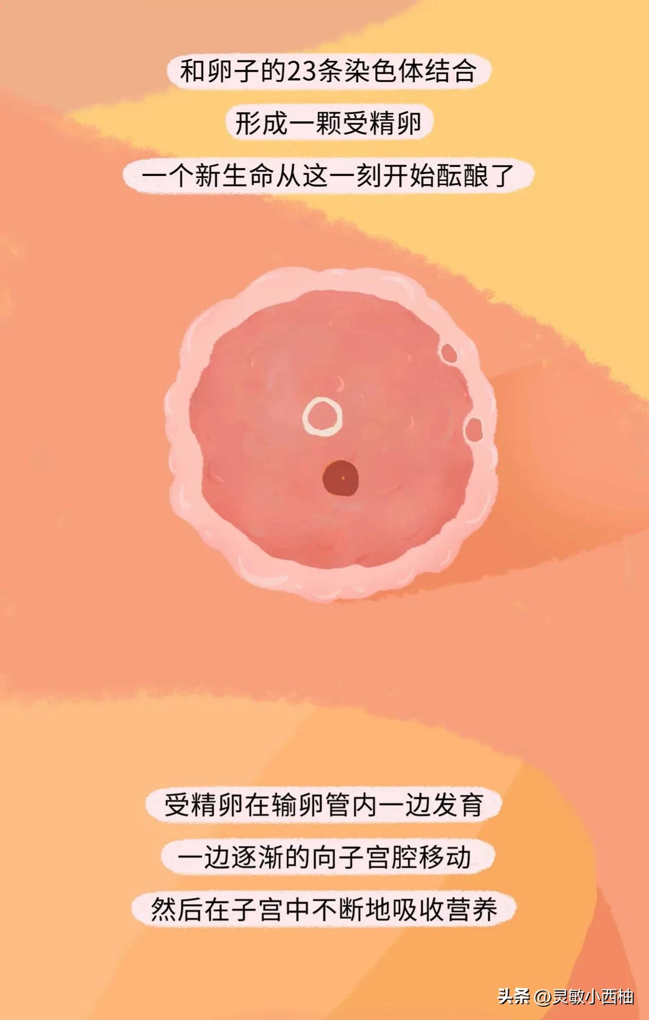 这就是精子进入女性体内的全过程，太神奇了！（漫画）