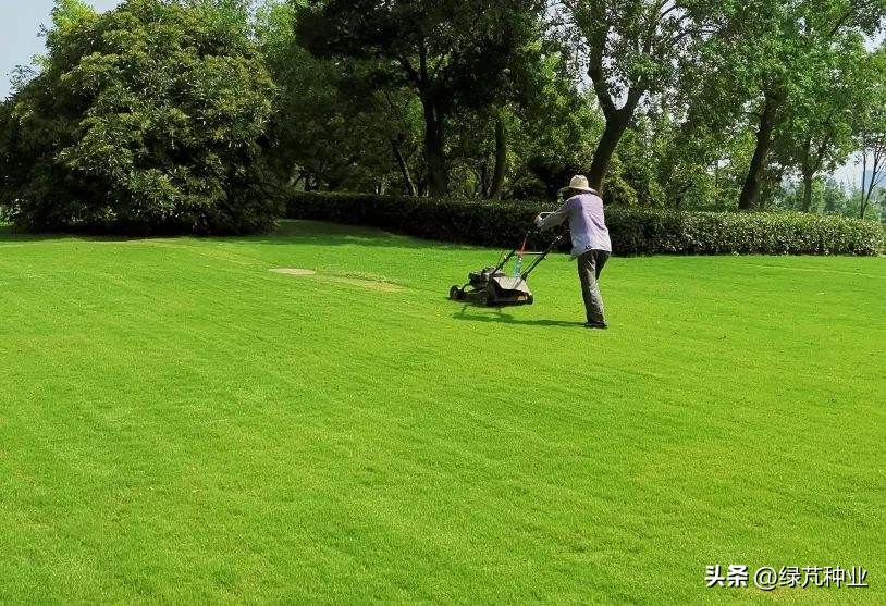草坪草的一般特征有哪些图片,草坪草独特特点