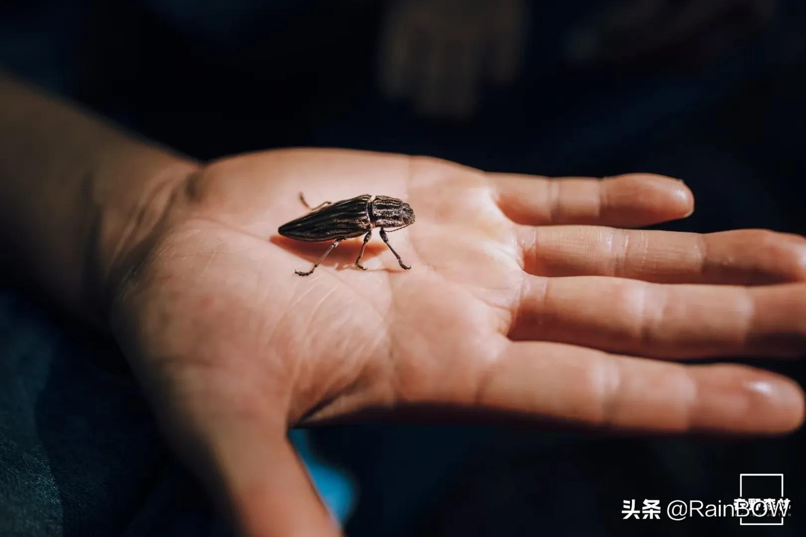 大自然中的小生命,大自然新生命的诞生