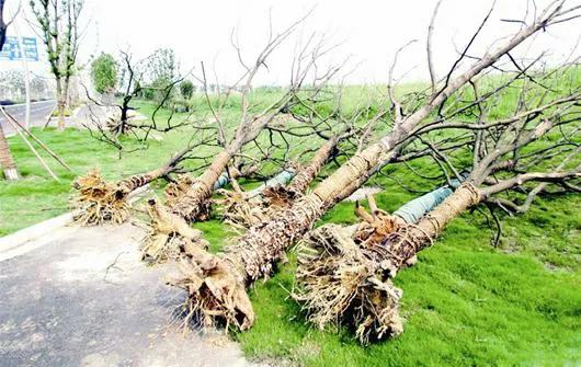 刚栽的树苗新芽枯萎怎么办,新栽的树不出芽怎么办