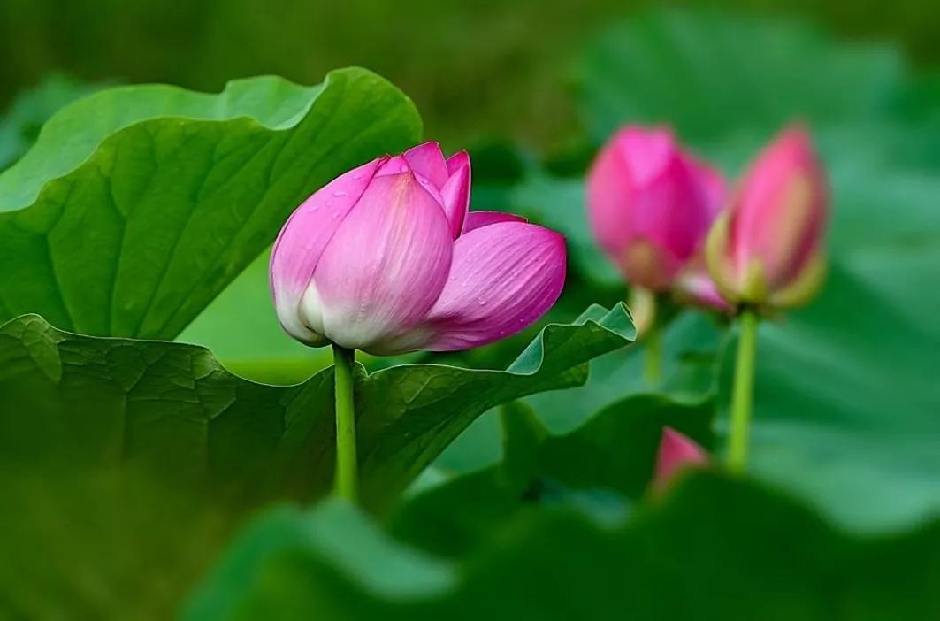 容易读错的诗词,古典诗词鉴赏与诵读