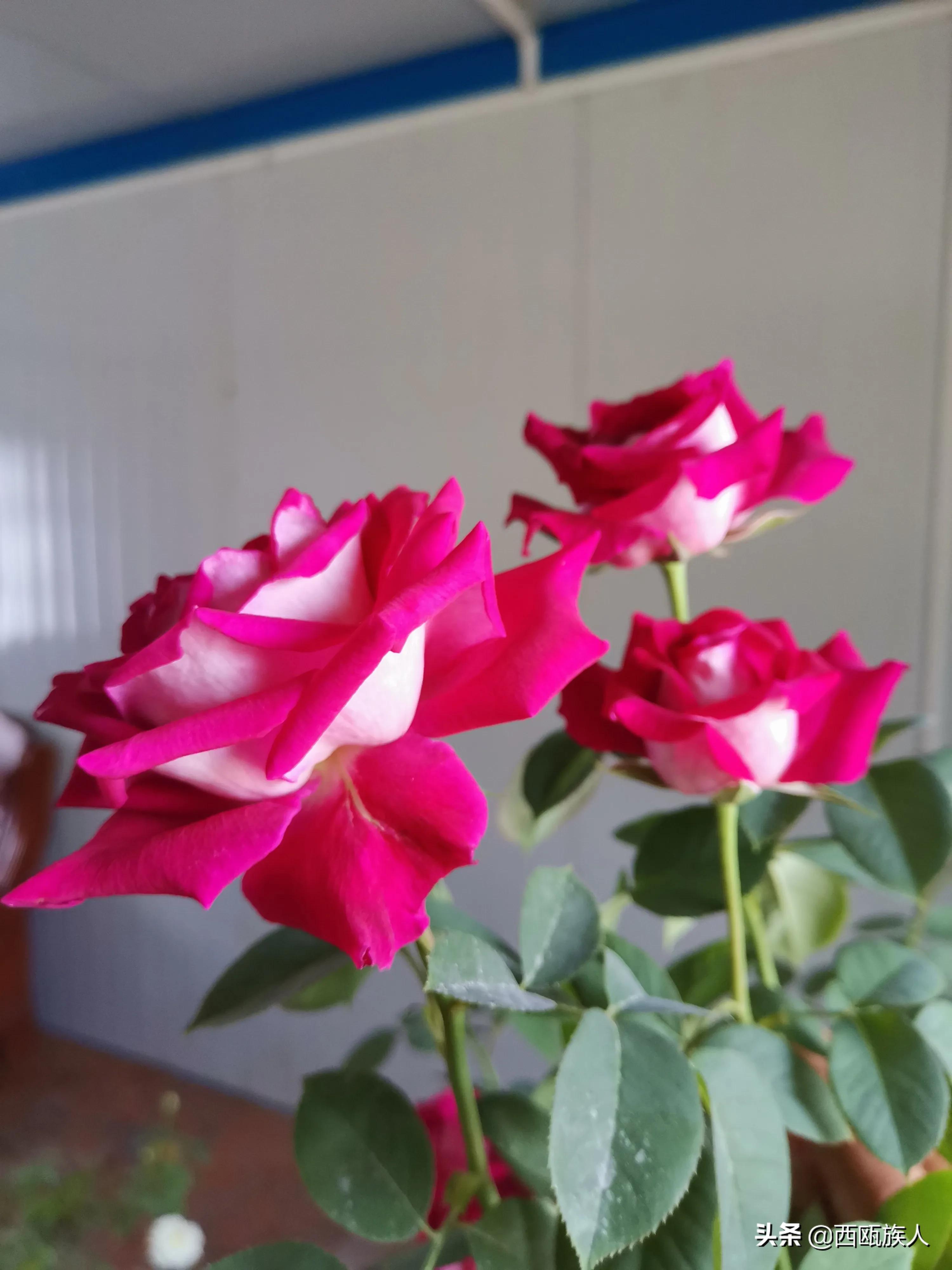 月季花最佳观赏时间,月季花鲜切花养护方法