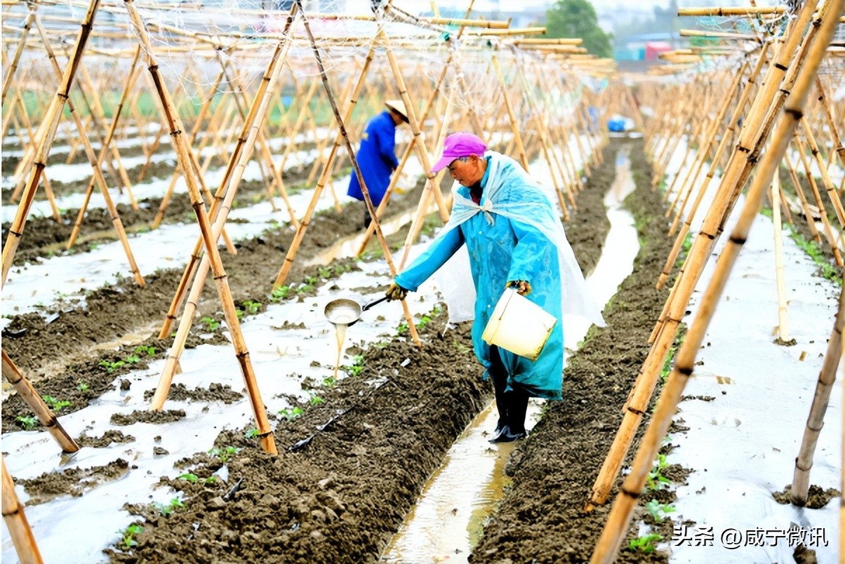 丰富菜篮子鼓起钱袋子 (鼓起钱袋子丰富菜篮子)