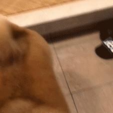 狗最有灵性的三个表现,狗一旦出现5个表现离死就不远了