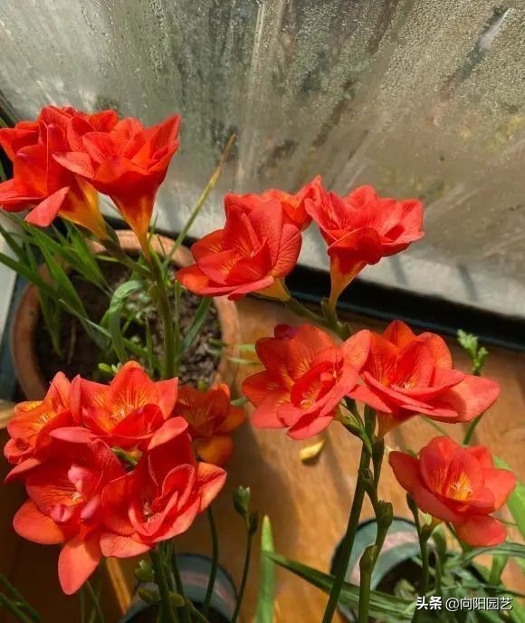 室内好养的香花,适合室内养的有香味的花四季