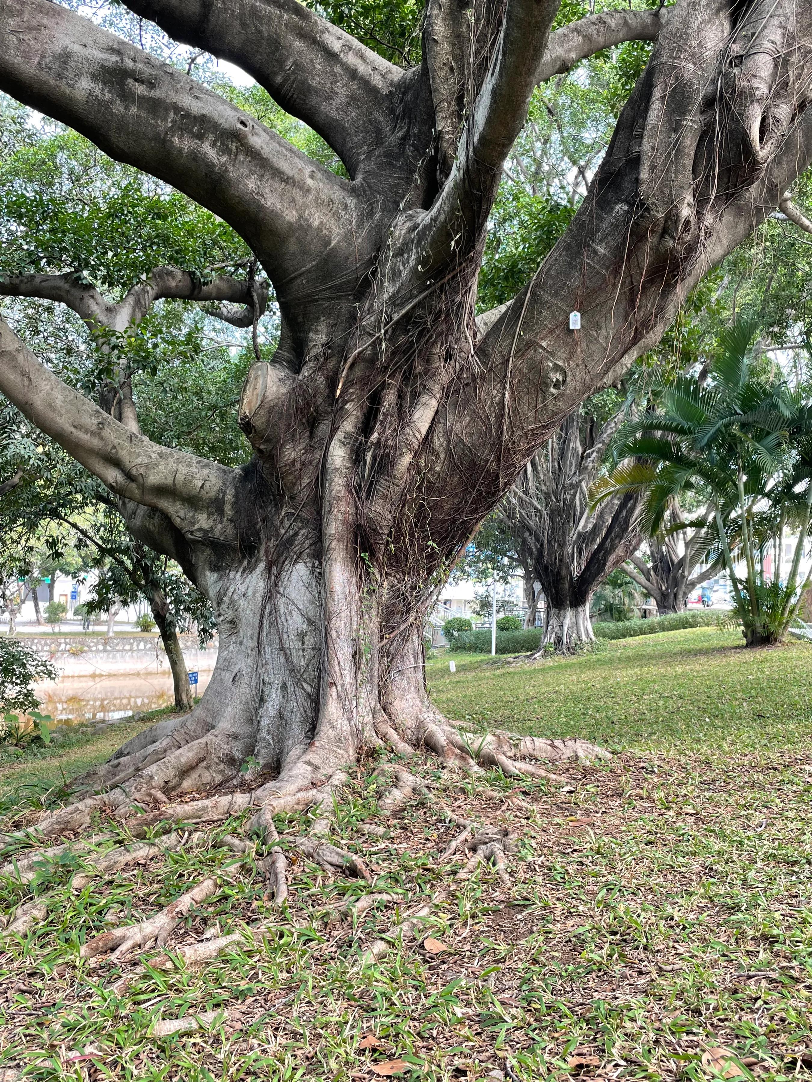 深圳宝安新安公园地址,深圳宝安新安公园图片