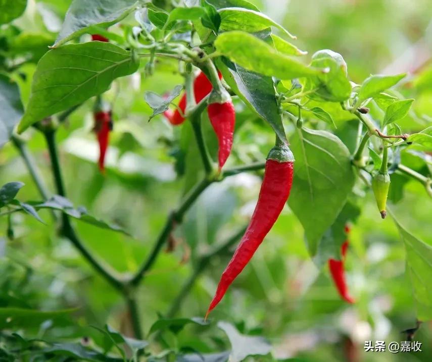 如何让辣的辣椒不辣,炒辣椒太辣要加点什么东西就不辣