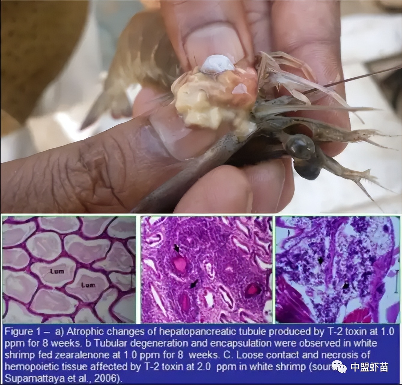 这种虾病，对虾产业产生深远影响！养殖大神揭露该病的今生前世！