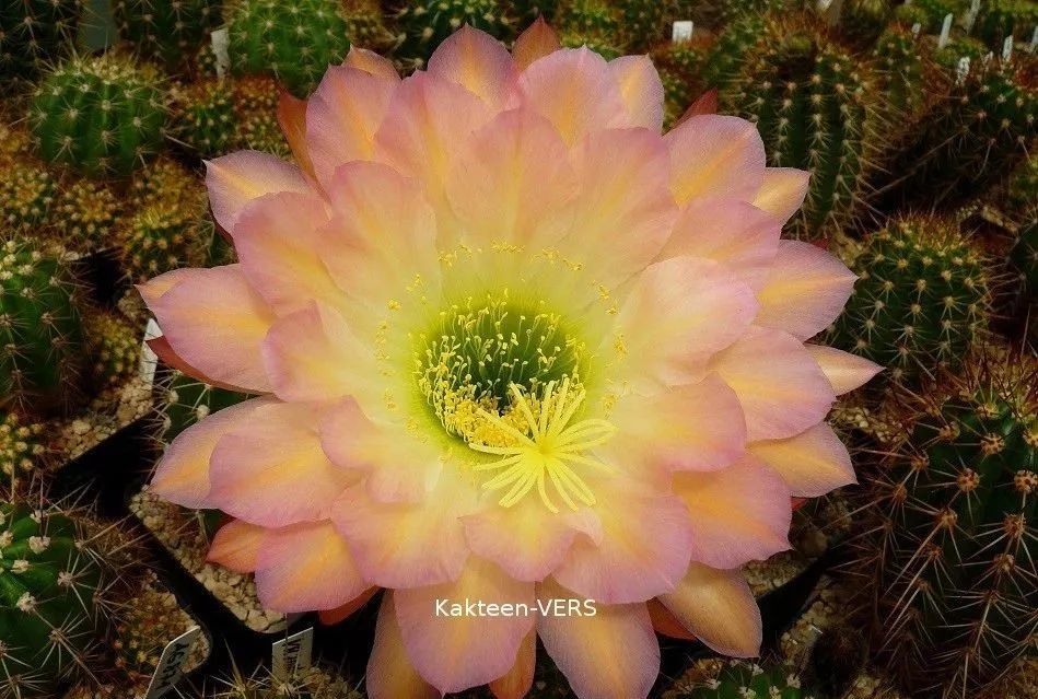 200种·仙人球开花图鉴，大开眼界，美到爆