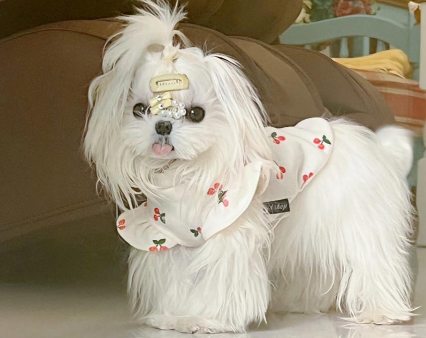 黑白相间的小型犬有什么品种,爱斯基摩犬小型犬品种大全