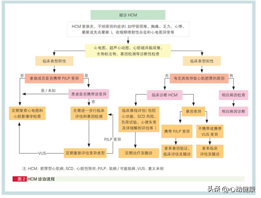 心肌淀粉样变和肥厚型心肌病鉴别,肥厚型心肌病的诊断